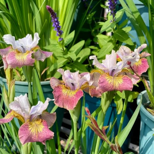 Bulbos de iris - cobertura del suelo bulbos de resistentes exótico invernaderos balcón balcón iris, primavera resistentes para jardines rocas en 4pcs