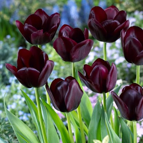 Bulbes de tulipes Single Black Passion (25 pièces) Tulipes noires exclusives de Hollande, résistantes au froid et vivaces pour le jardin, les pots, le balcon d'Amsterdam (gros bulbes, pas de graines)
