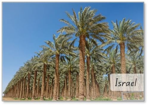 Date Palm Trees Field in Israel with Full of Sun Shine., Fridge Magnet