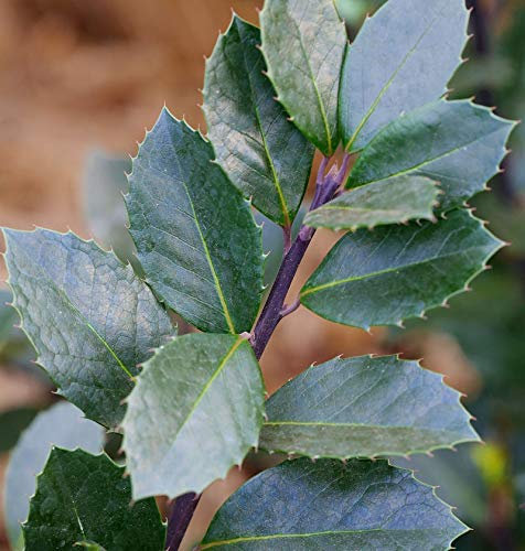 Stechpalme Ilex Heckenblau 100-125cm - Ilex meserveae - Gartenpflanze