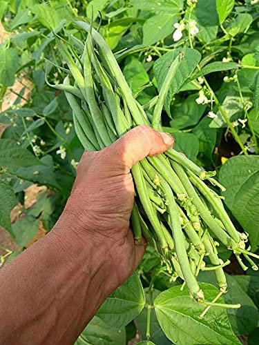 Lot de 50 Graines d'Haricot Nain Cigal - Variété Rare - 100% Naturelle - Gousses Extra-fines - Peu Calorique, Riche en Fibre - Grande Qualité Gustative - Garantie Germination - 100% Françaises