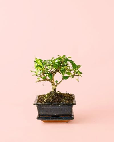 PUR PLANT Bonsái Natural con Maceta Cerámica y Plato | Planta Decorativa de Interior |11 x 20 cm