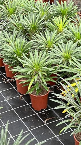 VIVAIO GARDEN FOREST Pachypodium Lamerei (Palma del Madagascar) Pianta Grassa Ornamentale 40 cm, Pianta Esotica da Interno ed Esterno, Succulenta Decorativa in Vaso