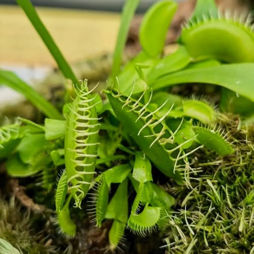 Venusfliegenfalle Pflanze Samen, garten pflanzen Dionaea muscipula, winterharte pflanzen seltene pflanzen winterharte balkonpflanzen exotische zimmerpflanzen zimmerpflanzen samen 20pcs