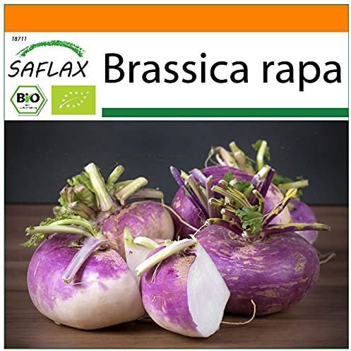 SAFLAX - - BIO - Cavolo rapa - Milan Purple - 600 semi - Brassica rapa