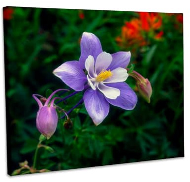 3dRose USA, Colorado, Rocky Mountains, Yankee Boy Basin, Columbine flower. Museum Grade Canvas Wrap 14x11