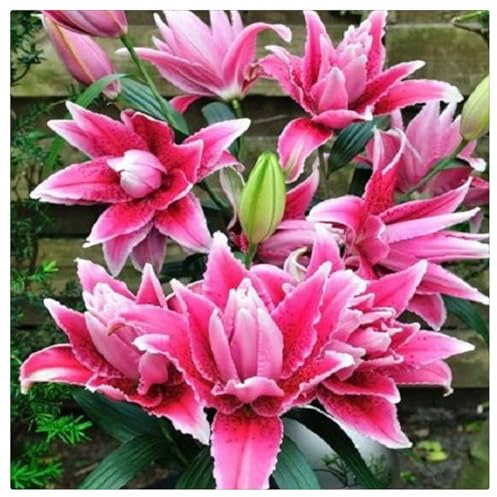 Bulbi di Giglio | Freschi, Puri, Eleganti, Dolci, Robusti, Adattabili, Graziosi,lilium bulbi-5 bulbi