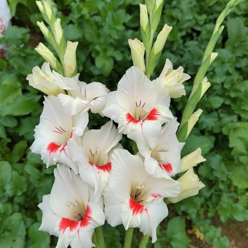 bulbi di gladioli resistenti, giardino da balcone 12pcs