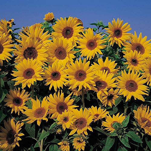 Sunflower ‘Dwarf Yellow Spray’ (Helianthus Annuus) 1 Packet (30 Seeds) by Thompson and Morgan