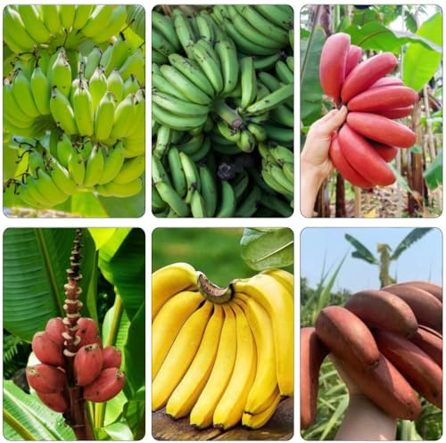 semi di banana balcone semi 100pcs