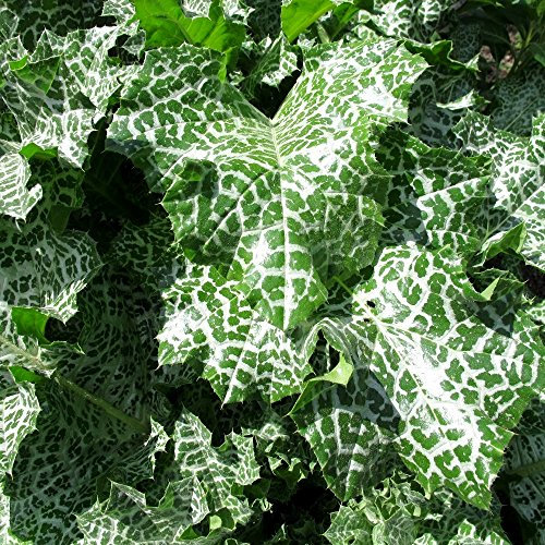 Lait chardon Graines - Chardon-marie