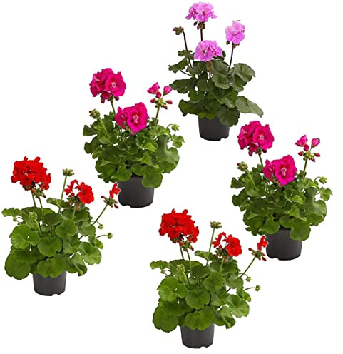 Geranio - Lote 5 Plantas - Flores de Colores - Plantas Naturales - Terraza y Jardín