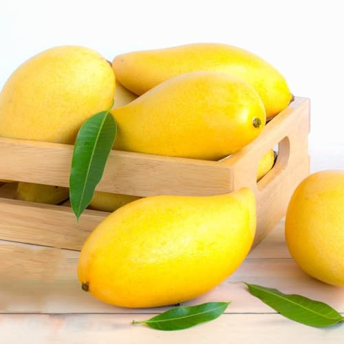 Semi di mango - da esterno resistenti da giardino semi di da balcone acquistare da frutto colonnare regali per gli amanti del 13pcs