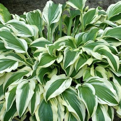 Pianta vera di Hosta Ground Master - Diametro Vaso Ø 18 cm