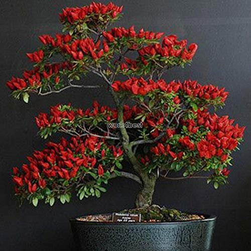 Portal Cool Seltene Trinidad Moruga Scorpion Chili Samen Bonsai Gemüsesamen Wst 02