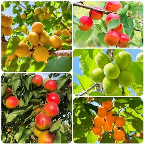 semillas resistentes del albaricoquero - balcones interior 10pcs