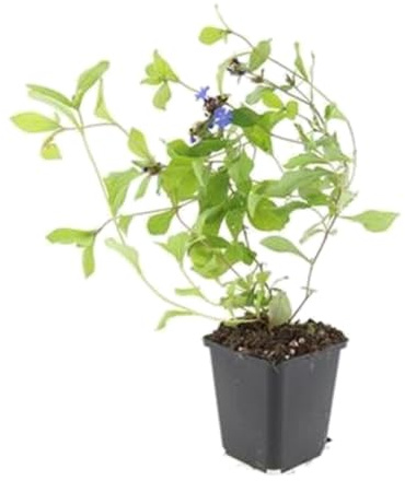 Plantas Tapizantes Ceratostigma Plumbaginoides, Flores Azules, Pack de 24