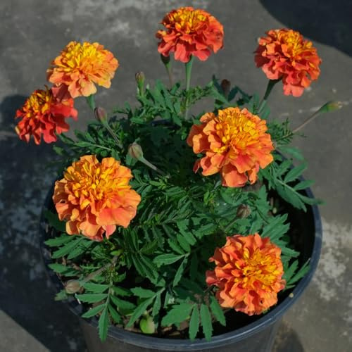 semi di tagetes, tagete, giardino roccioso resistenti di calendula selvatici da balcone, recisi da giardino, 200pcs