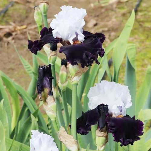 Bulbos de iris - iris, exótico resistentes en macetas al aire libre de balcón resistentes para jardines rocas para lugares soleados invernaderos balcón cobertura del 4pcs