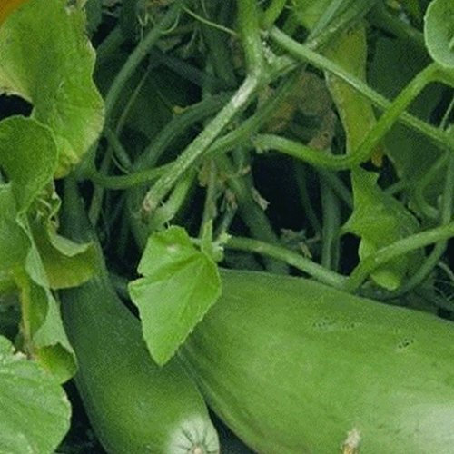 50 Melone Semi Banana