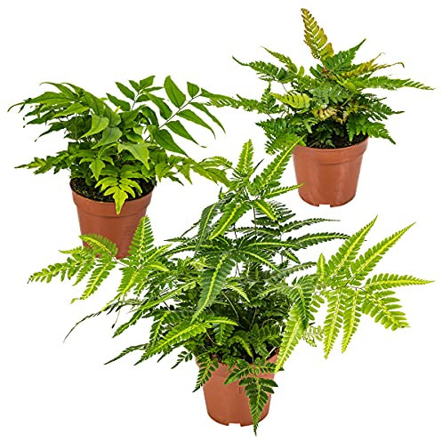 Bloomique - Lot de 3 - Fougères de Jardin - Plantes Vivaces - Rustique - Persistantes - 20-30 cm de Haut - Pot 12 cm