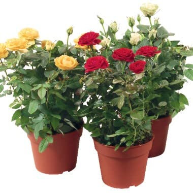 Mini Rosales - Pack 3 Plantas - Rosales Miniatura Plantas Naturales de Interior y Exterior