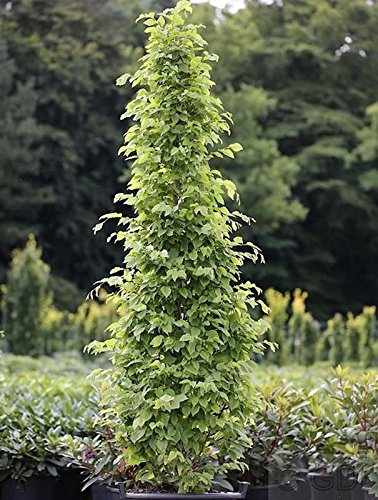 Säulen Hainbuche Monument 40-60cm - Carpinus betulus - lebende Gartenpflanze aus den Baumschulen