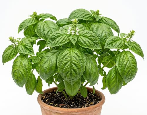 Semi di Basilico Gigante Napoletano | Foglie Grandi Bollose e Profumate | Alta Germinazione | Ideale per Pesto e Cucina Italiana | Coltivazione in Vaso e Orto | Semi Professionali