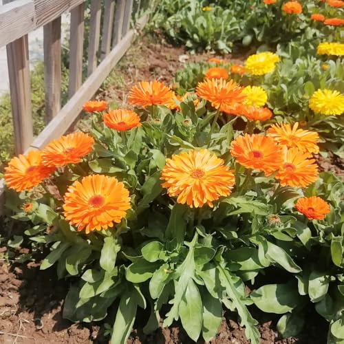 semi di calendula perenni resistenti balcone giardino 200pcs