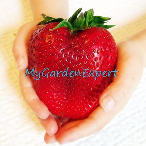 100pcs / lot Semillas de Super Gigante de fresa roja grande de fruta de la fresa en maceta Plantas de jardín de bricolaje
