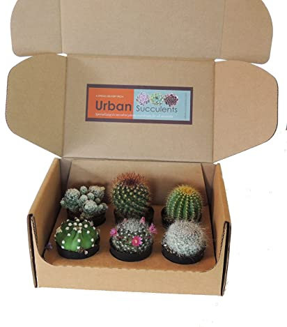 6 Unidades de Mini Cactus Naturales Plantas de Interior o Exterior