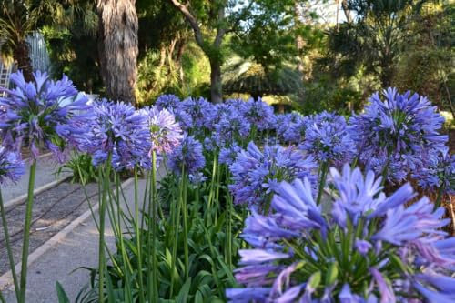 Agapanthus Africanus 'Azureum' – Pianta Erbacea Sempreverde in Vaso 18 cm, Fioritura Blu Cielo a Ombrello, Altezza fino a 70 cm – Resistente al Freddo – FOTO REALI