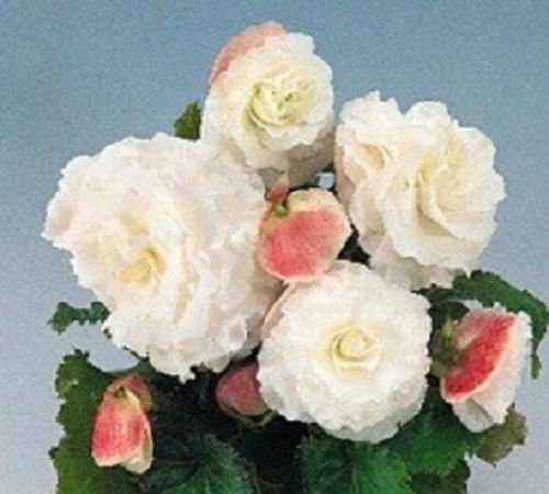 15 Nonstop Tuberose Bianco Begonia Semi confettate