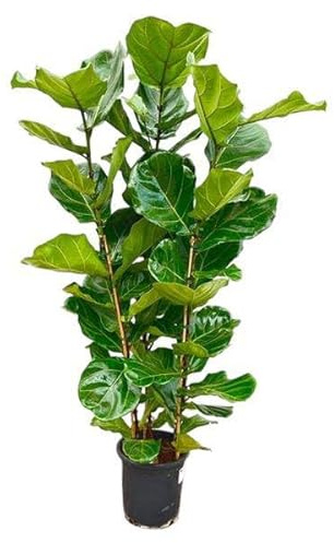 Higo Ficus Lyrata arbusto de aprox. 140 cm de alto, planta de interior de 27 cm de diámetro aprox.