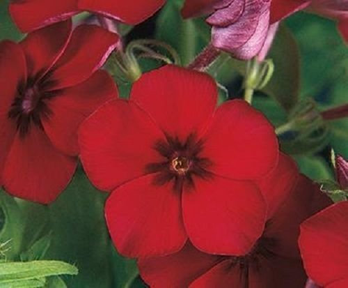 25 semi di Phlox Phlox 21° secolo Crimson Phlox drummondii molto appariscente!