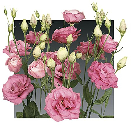 Park Seed Lisianthus Flowering Planting Seeds, Easy to Grow, Variety of Colors and Sizes, Spring Garden, Charisma Rose, Pack of 25