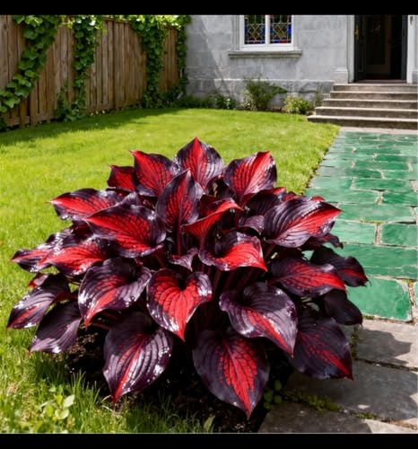 Hosta tolerante a la sombra/Paisajismo para rincones de jardín/Perenne tolerante a la sombra y al frío/Hosta de hojas grandes-4 rizoma-D