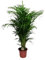 Dypsis Lutescens - Arecapalme - 115-125cm - Ø24cm - Zimmerpflanze - Immergrün