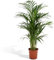 Dypsis Lutescens L (Areca Palme)