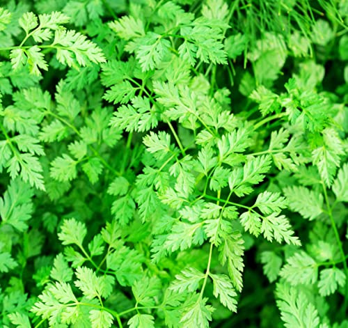 250 Chervil Herb Seeds for Planting