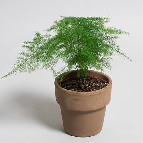 Asparagus Plumosus | Asparagus Fern | Houseplant | 9cm Pot