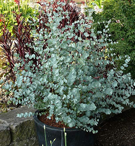 Winterharter Eukalyptus Azura 60-80cm - Eucalyptus gunnii