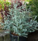 Winterharter Eukalyptus Azura 60-80cm - Eucalyptus gunnii