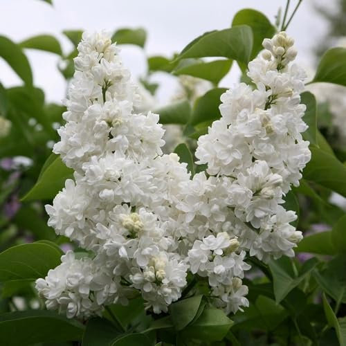 Plant Theory 80cm - 100cm Grafted Madame Lemoine Common Lilac Syringa Vulgaris Shrub Plant 12L Pot