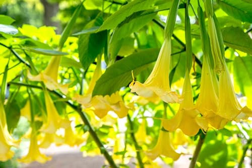 15 Graines de Trompettes de anges Jaunes (Brugmansia suaveolens)