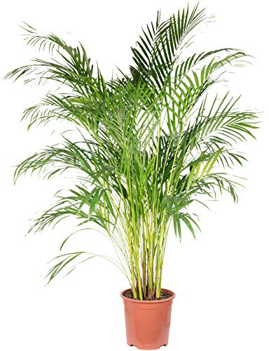 Goldfruchtpalme - pflegeleichte Zimmerpflanze, Areca Dypsis Lutescens - Höhe ca. 120 cm, Topf-Ø 24 cm