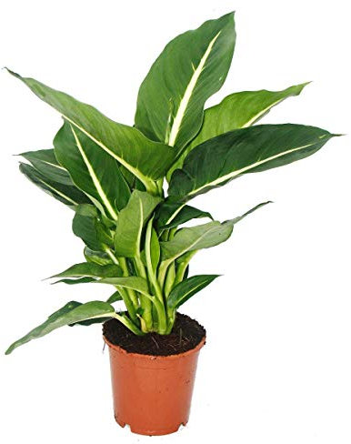 Exotenherz - Dieffenbachie Magic Green - 1 Pflanze - pflegeleichte Zimmerpflanze - luftreinigend- 12cm Topf