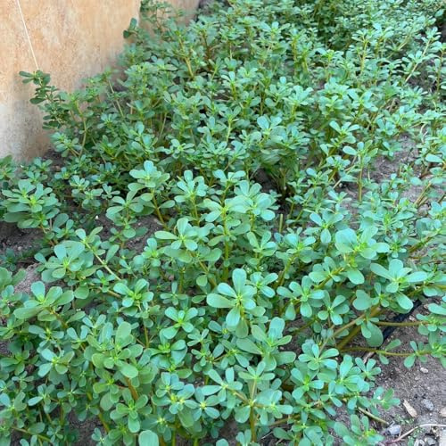 Semillas de verdolaga, Comprar de invierno Semillas de verdolaga de invierno, Portulaca oleracea, 800pcs