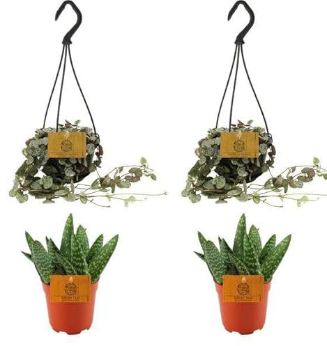 2 aloe paradisicum + 2 Ceropegia Woodii Variegata, 4 pièces, diamètre : 10,5 cm, 10 cm