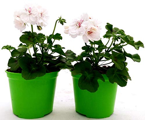 POWERS TO FLOWERS - GERANIO EDERA DOPPIOHERCULES, PELARGONIUM, 2 PIANTE VASO 14, BIANCO, piante vere